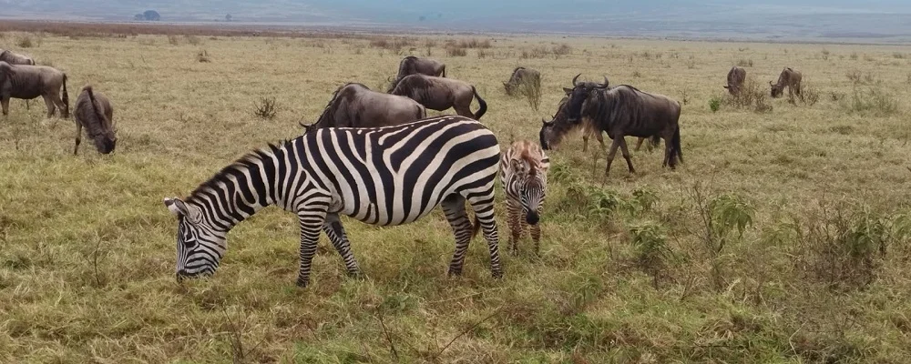 Tanzania Sharing Safaris