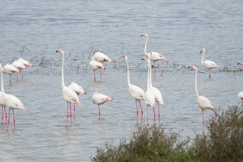 Tanzania Sharing Safaris