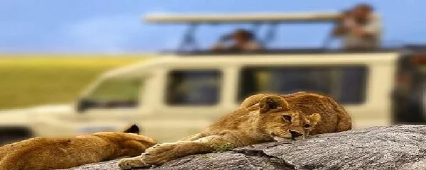 Tanzania Sharing Safaris